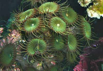  Protopalythoa mutuki (Green Button Coral)